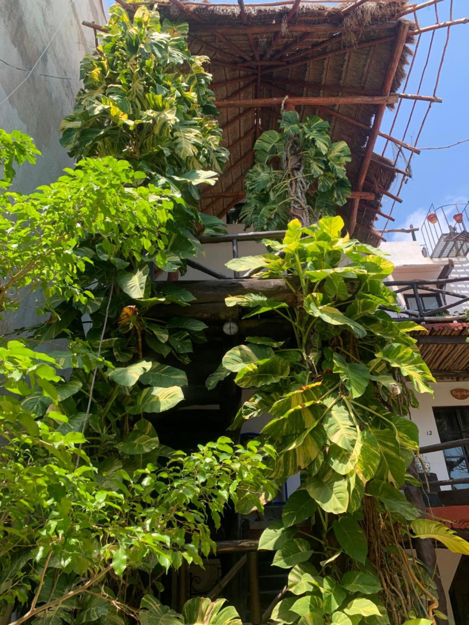 Casa Caribe Cancún Exterior foto A green wall in Mexico City